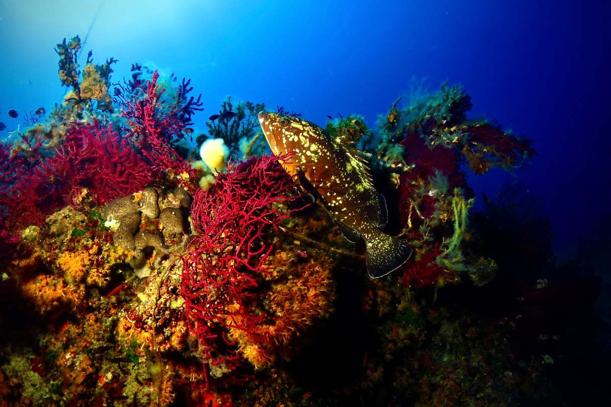 Gorgonie e cernia - Foto di Riccardo Burallli - Diving in Elba (1)