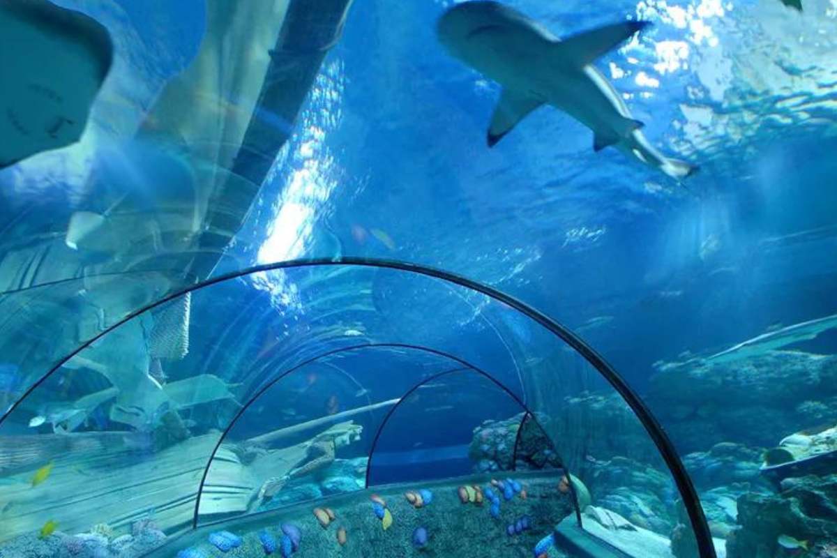 gardaland sea life tunnel squali