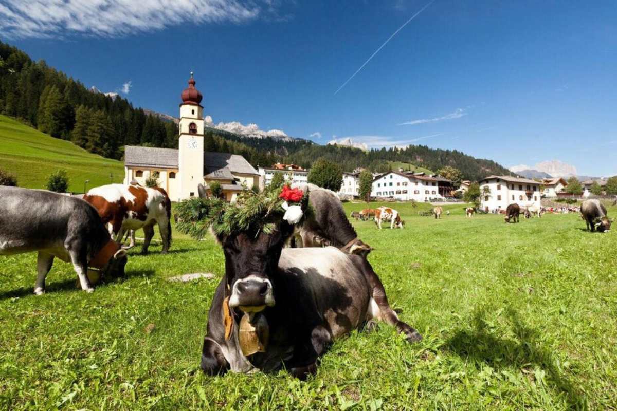 Dove e quando vedere transumanza in Trentino Canazei Desmonteada de Soraga