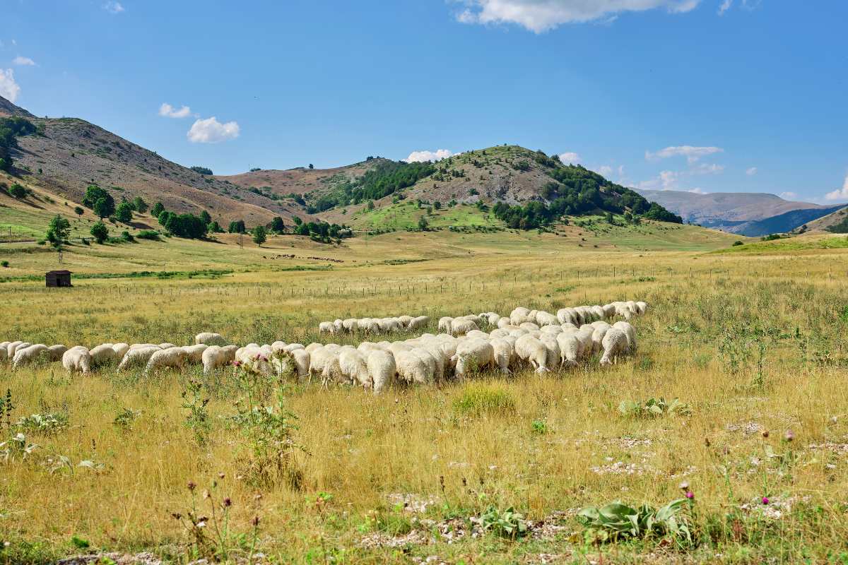 Partecipare alla transumanza in Abruzzo