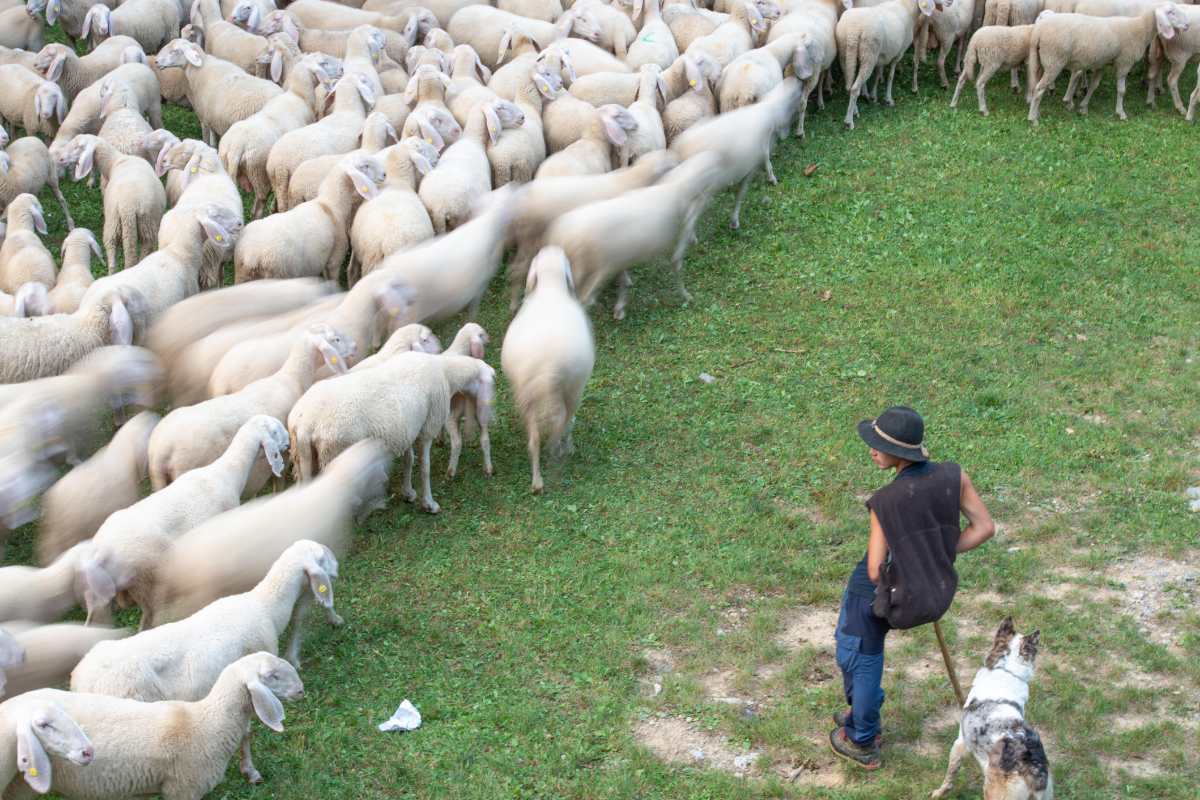 transumanza a scuola di pastore