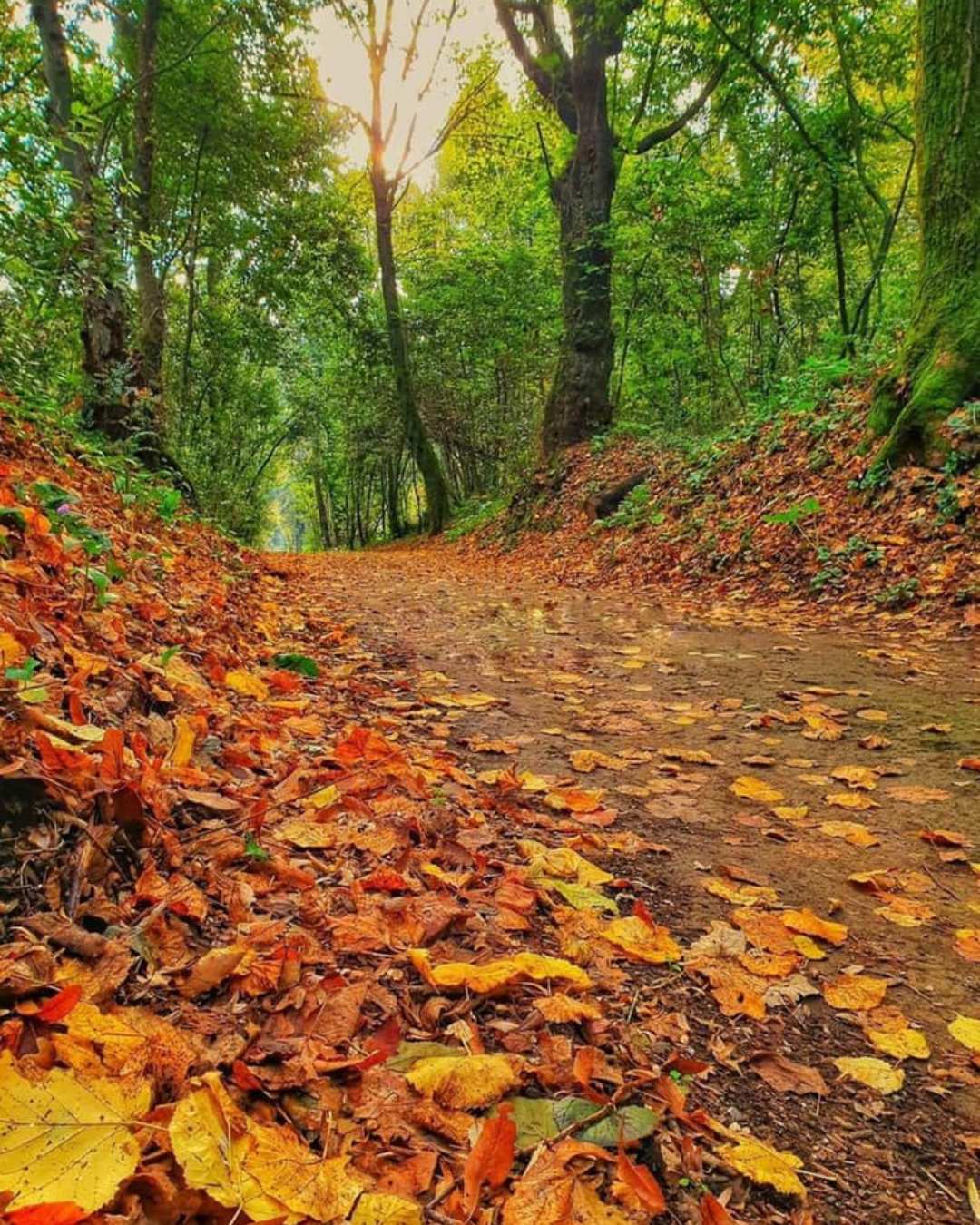 Foliage autunno Napoli Bosco Capodimonte