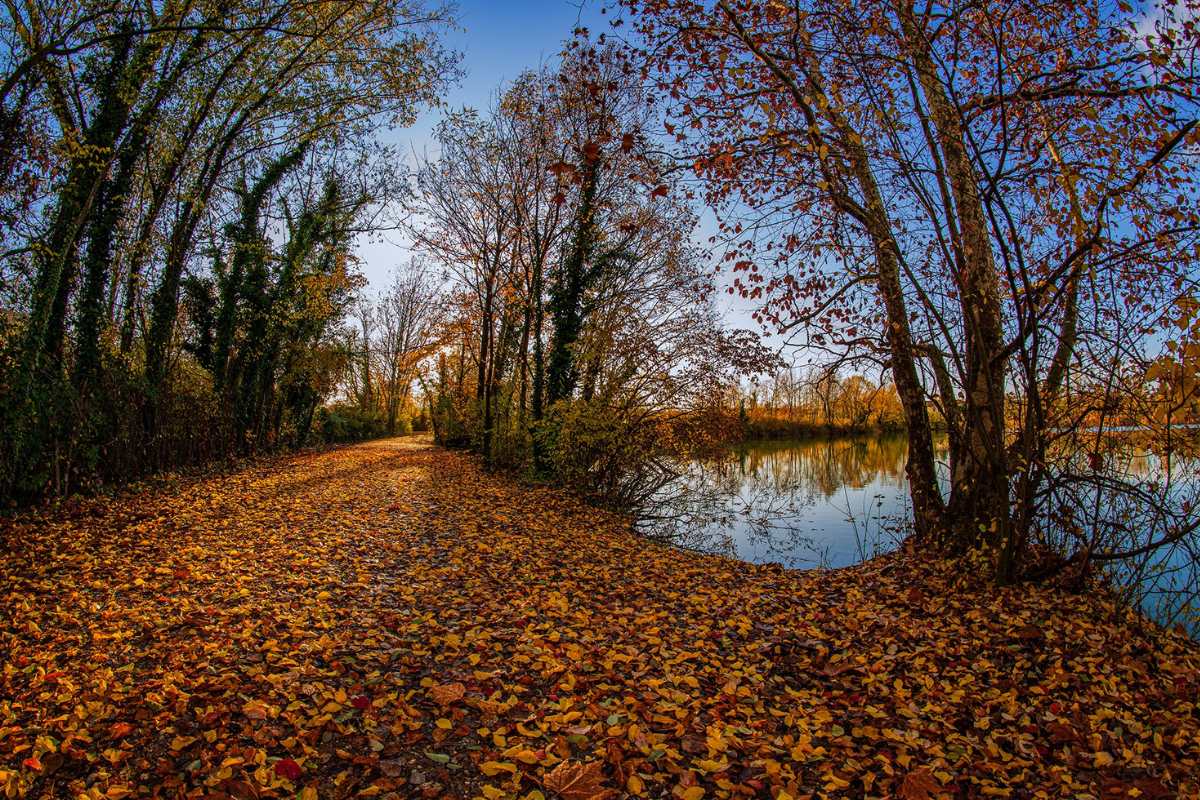 Foliage dove vederlo in Lombardia Torbiere del Sebino (1)